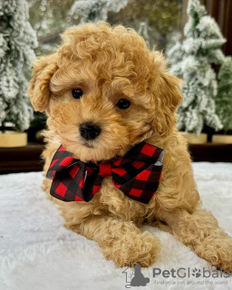 Photo №1. labradoodle - à vendre en ville de Derby | 293€ | Annonce №123223