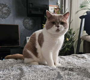 Photo №1. british shorthair - à vendre en ville de Bruxelles | négocié | Annonce № 165880