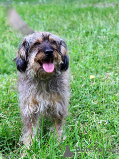 Photo №1. chien bâtard - à vendre en ville de Saint-Pétersbourg | Gratuit | Annonce №163725