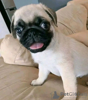 Photo №2 de l'annonce № 129941 de la vente  - acheter à Grèce 