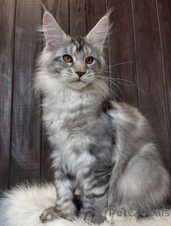 Photo №1. maine coon - à vendre en ville de Alabama | 1€ | Annonce № 161211