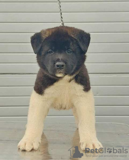 Photo №3. Akita américain, chiots. Serbie