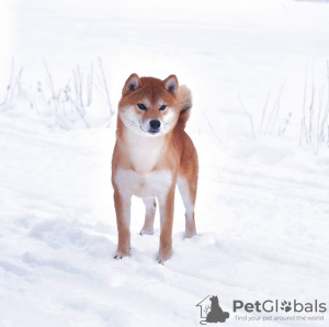 Photo №2 de l'annonce № 9150 de la vente shiba - acheter à Fédération de Russie de la fourrière