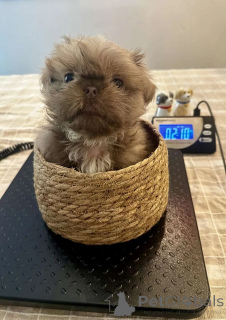 Photo №4. Je vais vendre shih tzu en ville de Mauvais münsteerefel. annonce privée - prix - 420€