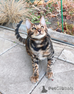 Photo №1. bengal - à vendre en ville de Wiener Neustadt | 750€ | Annonce № 153415