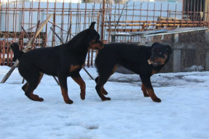 Photo №3. Chiots Rottweiler. Fédération de Russie