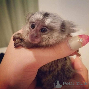 Photo №2 de l'annonce № 161743 de la vente  - acheter à La Roumanie 