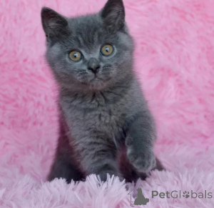 Photo №1. british shorthair - à vendre en ville de Göttingen | 350€ | Annonce № 177732