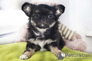 Photo №3. Garçon aux cheveux longs. Biélorussie