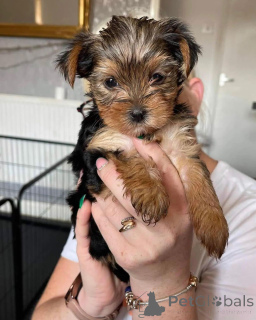 Photo №1. yorkshire terrier - à vendre en ville de Ertert | négocié | Annonce №167502