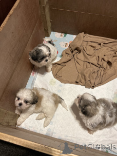 Photo №1. shih tzu - à vendre en ville de Santa Clarita | 291€ | Annonce №155752