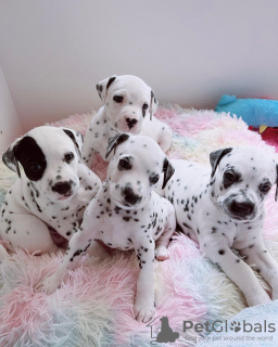 Photo №1. dalmatien - à vendre en ville de Senec | 350€ | Annonce №29252