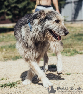 Photo №4. Je vais vendre chien bâtard en ville de Krasnodar. annonce privée - prix - Gratuit
