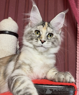 Photo №1. maine coon - à vendre en ville de Affalterbach | 950€ | Annonce № 161420