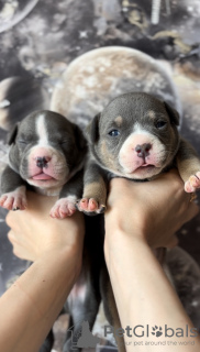 Photo №4. Je vais vendre american bully en ville de New york. de la fourrière - prix - 4312€