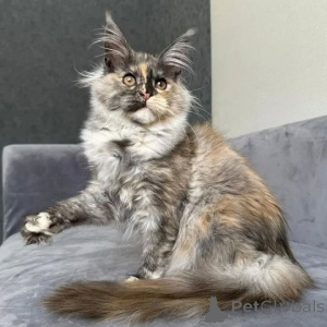 Photo №1. maine coon - à vendre en ville de Hambourg | négocié | Annonce № 167776
