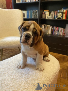 Photo №2 de l'annonce № 108330 de la vente bulldog anglais - acheter à Serbie 