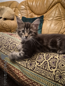 Photo №2 de l'annonce № 159464 de la vente maine coon - acheter à Allemagne annonce privée