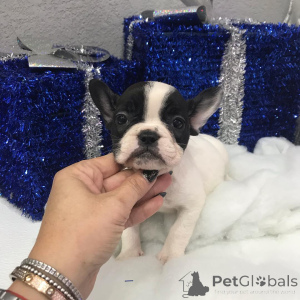 Photo №1. yorkshire terrier - à vendre en ville de Fournaise de Pennsylvanie | négocié | Annonce №149978