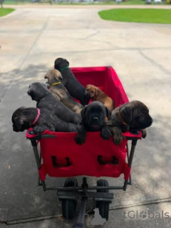 Photo №1. cane corso - à vendre en ville de Aalborg | 650€ | Annonce №173398