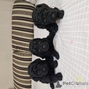 Photo №1. caniche (nain) - à vendre en ville de Minsk | négocié | Annonce №167529