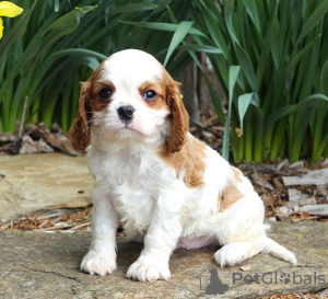 Photo №1. cavalier king charles spaniel - à vendre en ville de Штутгарт | Gratuit | Annonce №123920