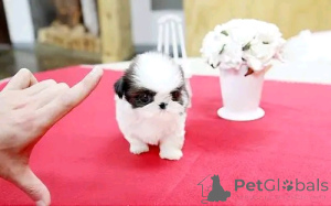 Photo №2 de l'annonce № 138981 de la vente shih tzu - acheter à USA annonce privée, éleveur