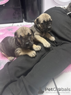 Photo №2 de l'annonce № 131019 de la vente boerboel - acheter à Allemagne annonce privée
