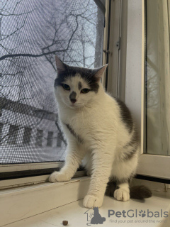 Photo №3. Elechka, une merveilleuse jeune chatte, est à la recherche d'un foyer et d'une. Biélorussie