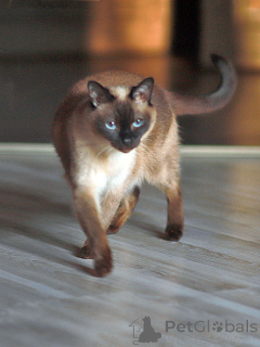 Photo №1. thaï - à vendre en ville de Saint-Pétersbourg | Gratuit | Annonce № 158843