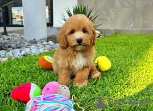 Photo №1. maltipu - à vendre en ville de Berlin | 900€ | Annonce №149822