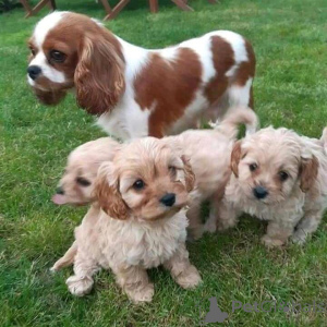 Photo №3. Cavapoo chiots whatsapp 64 9-889 4165. Suisse