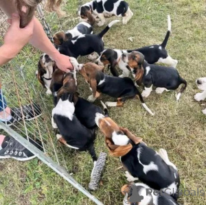 Photo №1. chien bâtard - à vendre en ville de Bernkastel-kues | Gratuit | Annonce №169499