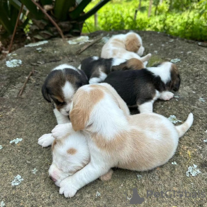 Photo №4. Je vais vendre beagle en ville de Гамбург. annonce privée - prix - 360€