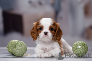 Photo №2 de l'annonce № 135948 de la vente cavalier king charles spaniel - acheter à Fédération de Russie de la fourrière