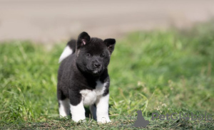Photo №2 de l'annonce № 105763 de la vente akita (chien) - acheter à Allemagne éleveur