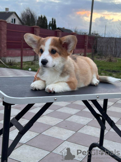 Photo №1. welsh corgi - à vendre en ville de Berlin | 1200€ | Annonce №42389