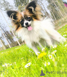 Photo №1. papillon - à vendre en ville de Graz | 1000€ | Annonce №139122