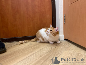 Photo №3. Le charmant chat roux Bonechka cherche un foyer et une famille aimante !. Biélorussie
