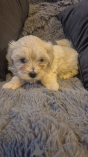 Photo №4. Je vais vendre bichon à poil frisé en ville de Zasenhaim. annonce privée - prix - 580€