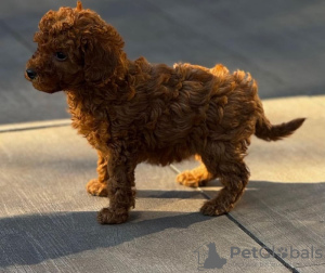 Photo №2 de l'annonce № 121185 de la vente caniche (jouet) - acheter à Espagne éleveur