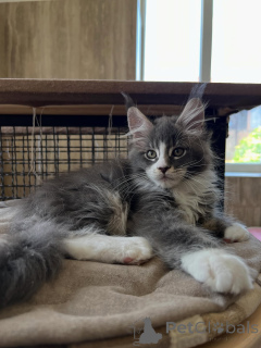 Photo №3. Chatons Maine Coon de race pure élite, qualité exceptionnelle et tempérament. Pays Bas