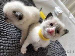 Photo №1. ragdoll - à vendre en ville de Barsbüttel | 250€ | Annonce № 160181