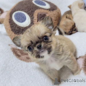 Photo №1. chien bâtard - à vendre en ville de Tennessee City | 775€ | Annonce №167179