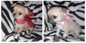Photos supplémentaires: Chiots Chihuahua à vendre