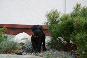 Photos supplémentaires: Schnauzer moyen chiots de pedigree FCI noir