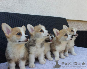Photo №3. Chiots Welsh Corgi Pembroke. Serbie