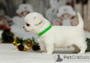 Photo №1. chien bâtard - à vendre en ville de Leipzig | 500€ | Annonce №135432