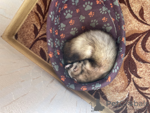 Photo №3. Furet Har. Fédération de Russie