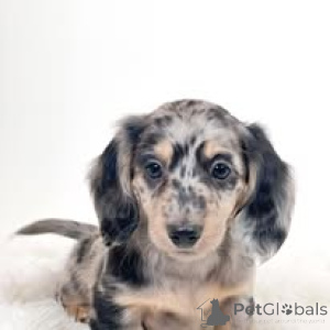 Photo №1. teckel - à vendre en ville de Amsterdam | 700€ | Annonce №160790